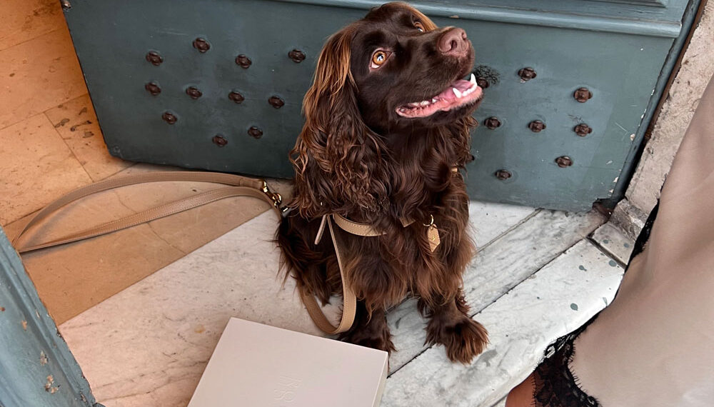 Barney, il cocker che racconta la vita senza parole protagonista su TikTok e Instagram