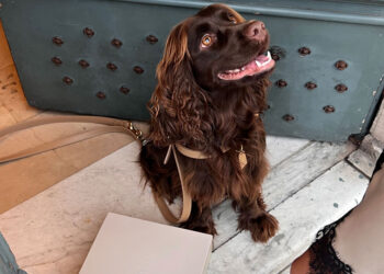 Barney, il cocker che racconta la vita senza parole protagonista su TikTok e Instagram