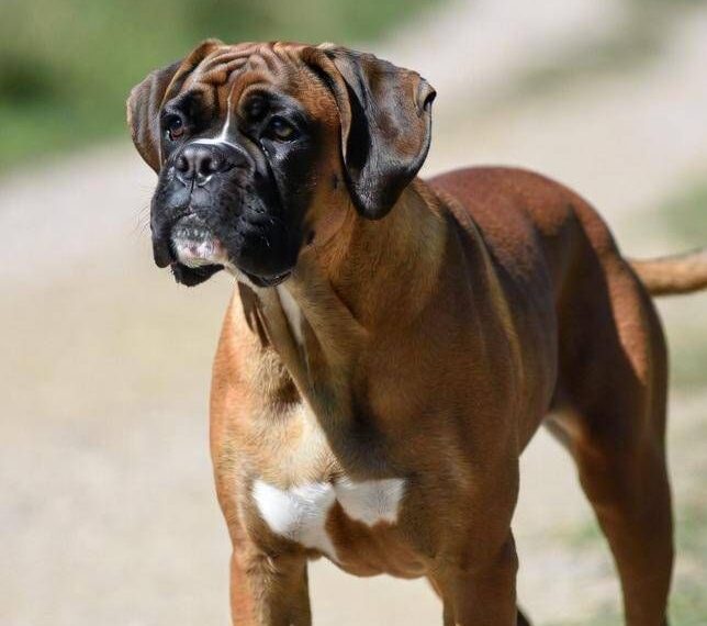 Cani e problemi respiratori, le 12 razze a rischio dal pechinese al boxer