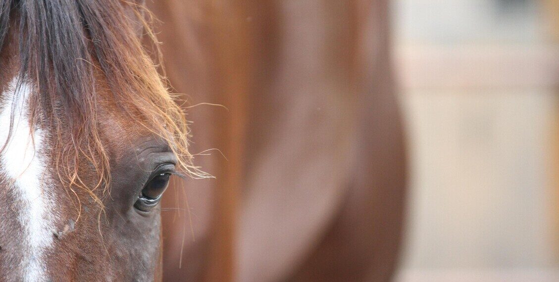 Disarcionata al maneggio, muore cavallerizza esperta nel Cremonese