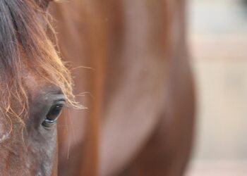 Disarcionata al maneggio, muore cavallerizza esperta nel Cremonese
